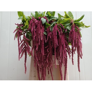 Amaranthus Ca Red Cord