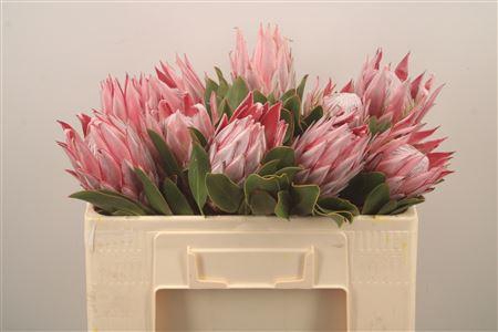 <h4>Protea Cynaroides</h4>
