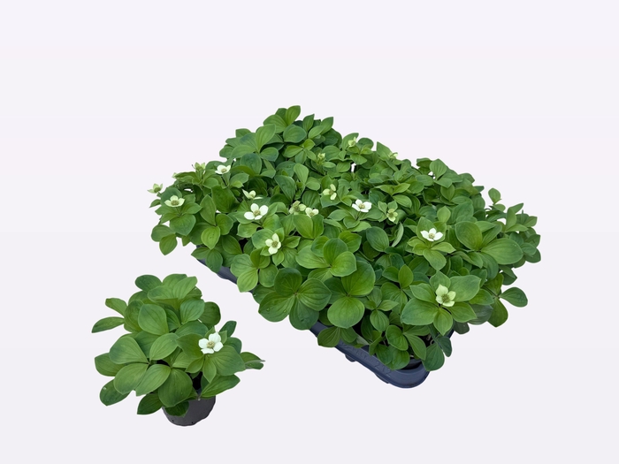 <h4>CORN CANADENSIS</h4>