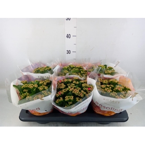 Kalanchoe blos. 'RosDon Nando'