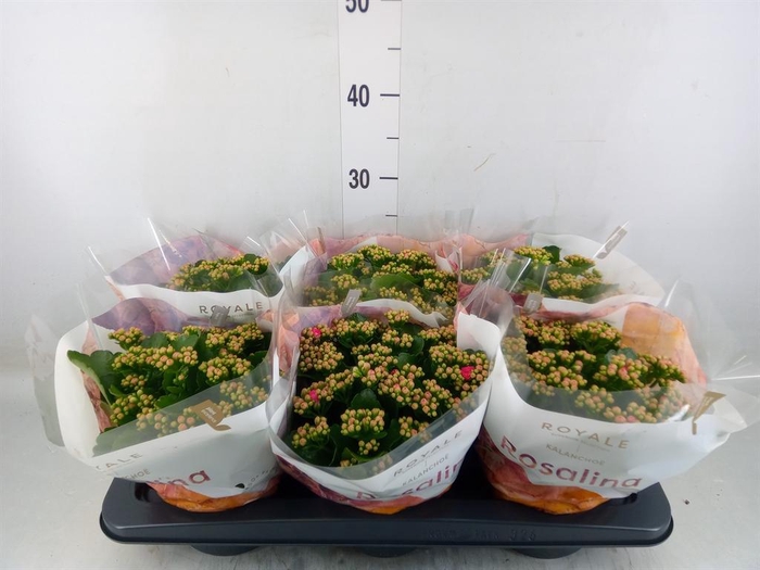 <h4>Kalanchoe blos. 'RosDon Nando'</h4>