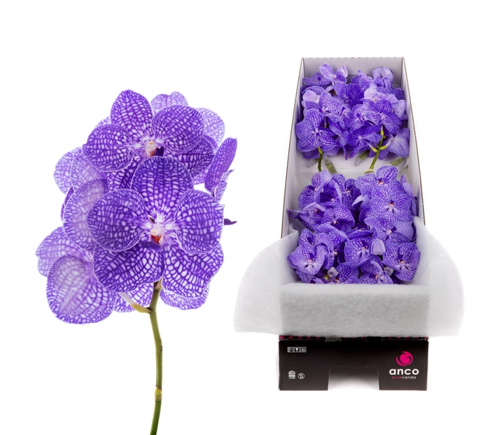 <h4>Vanda Kanchana Indigo X8</h4>