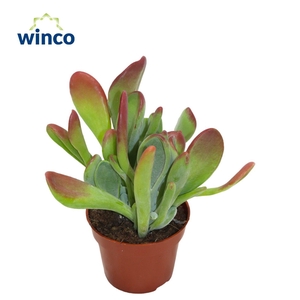 Kalanchoe Oricula (red)