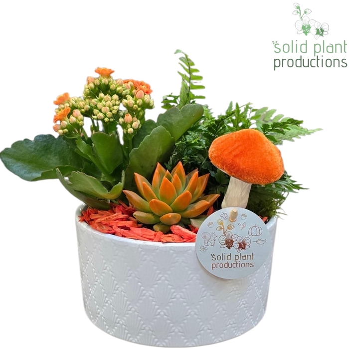 <h4>VE002 Eva White Orange Echeveria</h4>