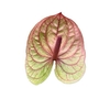 Anthurium Kaseko Classic