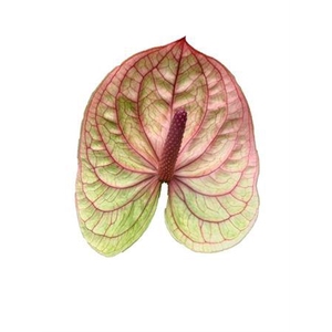 Anthurium Kaseko Classic