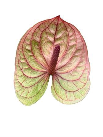 <h4>Anthurium Kaseko Classic</h4>