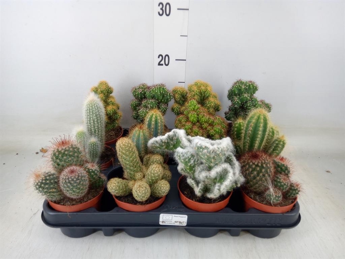 <h4>Cactus   ...mix</h4>