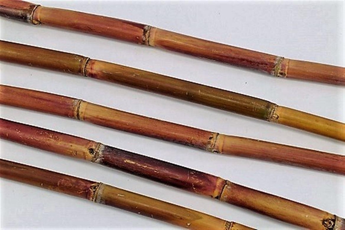 <h4>Sugar Cane</h4>