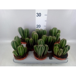 Cereus   ...