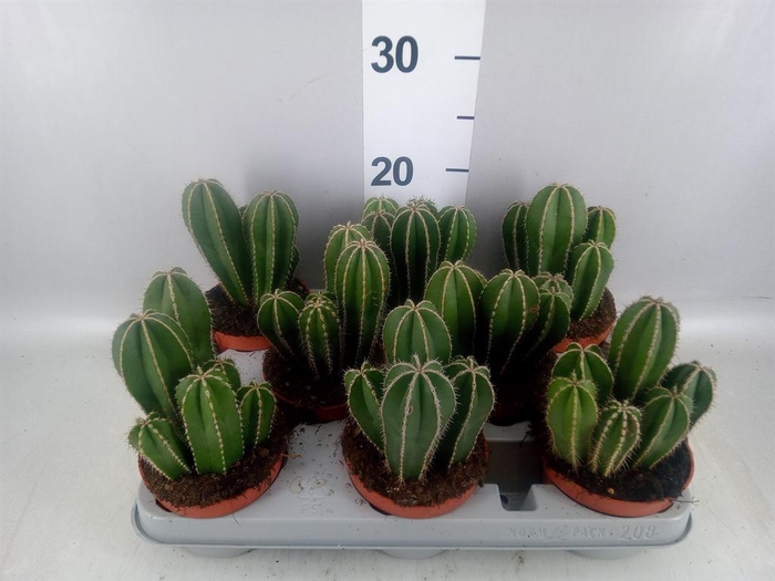 <h4>Cereus   ...</h4>