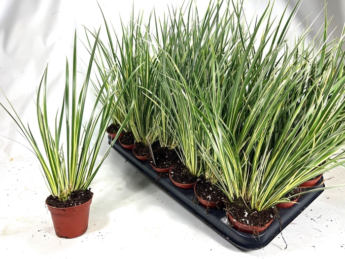 <h4>ACORUS GRAM AUREOVAR</h4>