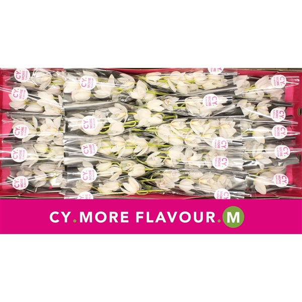 <h4>Mini cymbidium 'Sue' 40 cm</h4>