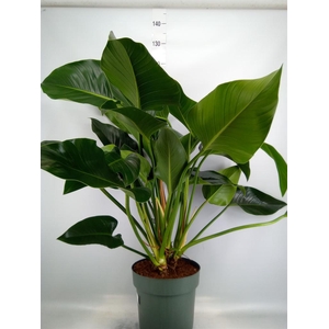 Philodendron  'Green Beauty'