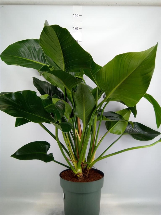 <h4>Philodendron  'Green Beauty'</h4>