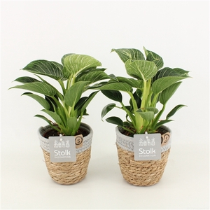 Philodendron White Wave in Basket