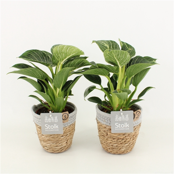 <h4>Philodendron White Wave in Basket</h4>