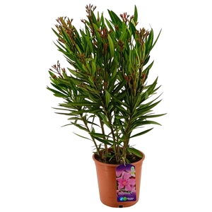 NERI OLEANDER