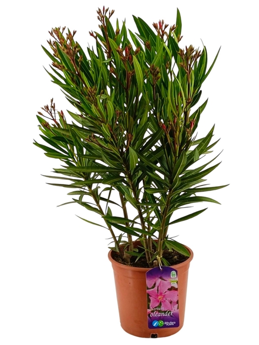 <h4>NERI OLEANDER</h4>