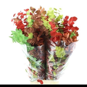 EUC CIN KLB P BOS H%