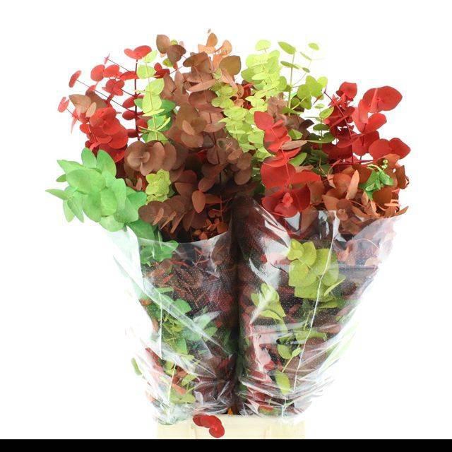 <h4>EUC CIN KLB P BOS H%</h4>