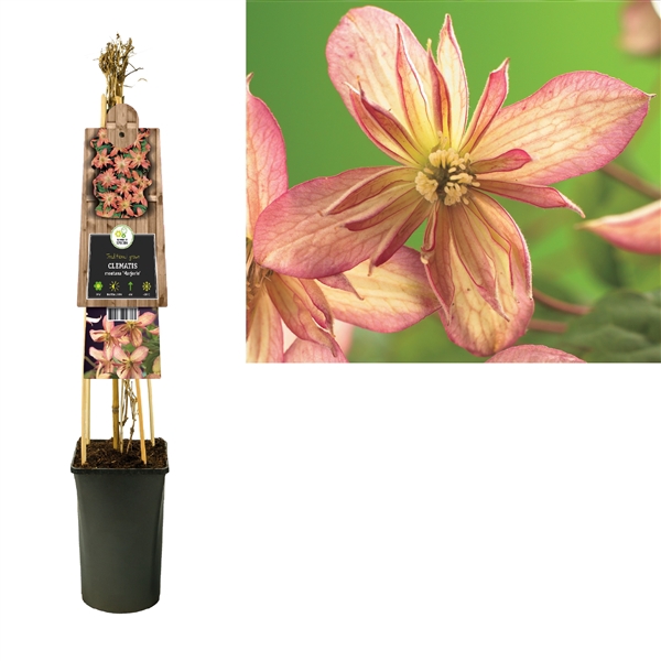 <h4>Clematis montana 'Marjorie' +3.0 label</h4>