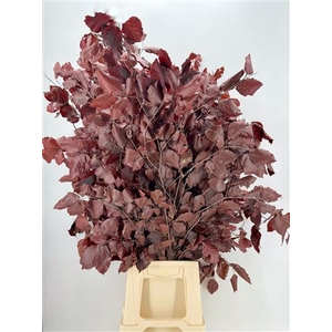 Fagus Syl Stab Bordeaux