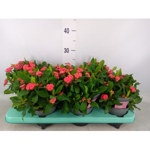 Euphorbia milii 'Vulcanus'