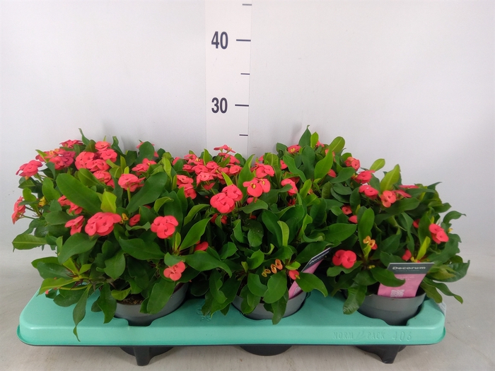<h4>Euphorbia milii 'Vulcanus'</h4>