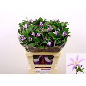 CLEMATIS DIVERSIF. 'STAR RIVER'