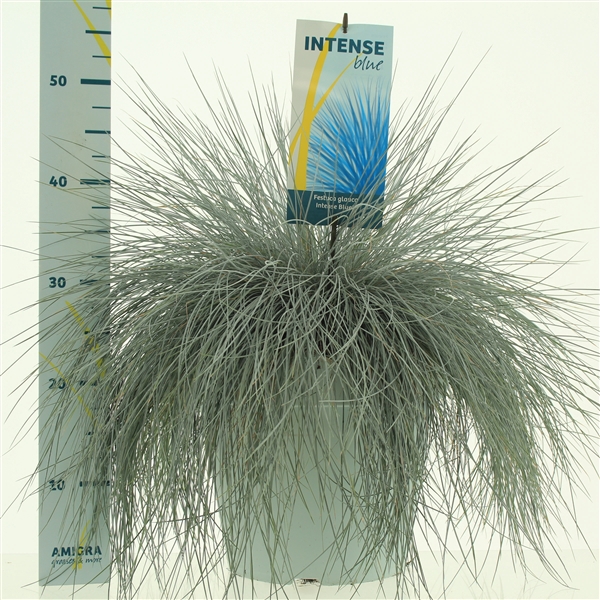 <h4>Festuca glauca Intense Blue®</h4>