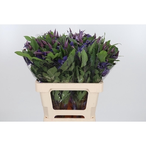 Clem Di Bl Pirouette