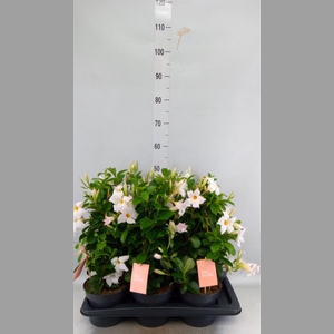 Mandevilla am. 'Sundav White'