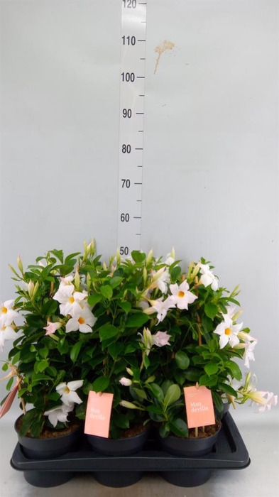 <h4>Mandevilla am. 'Sundav White'</h4>