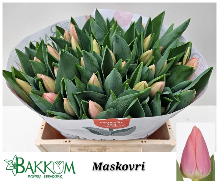 <h4>TU EN MASKOVRI</h4>