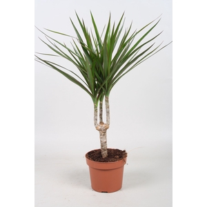 Dracaena