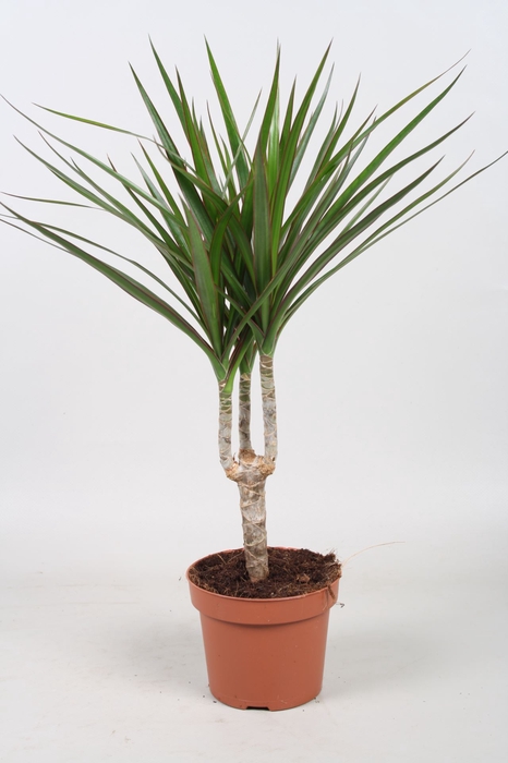 Dracaena