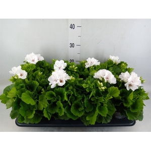 Pelargonium gran.   ..