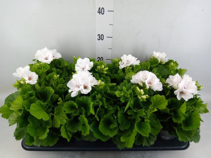 <h4>Pelargonium gran.   ..</h4>