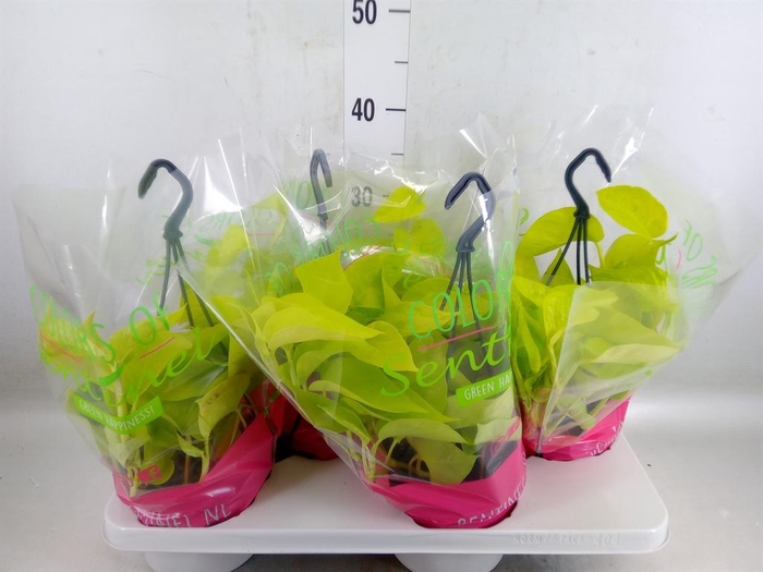 <h4>Epipremnum pinn. 'Golden Pothos' HG</h4>