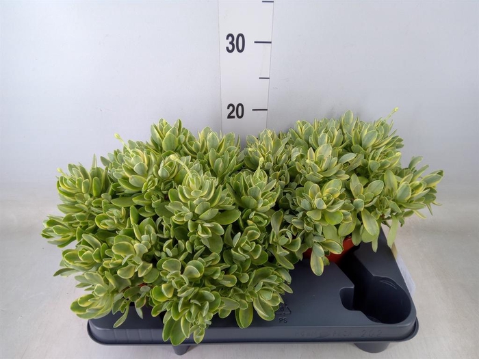 <h4>Crassula   ...</h4>