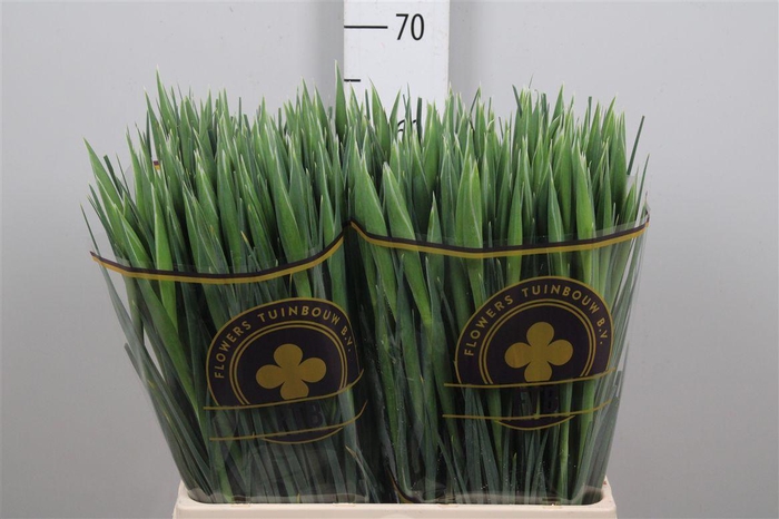 <h4>Iris Prof Blaauw</h4>