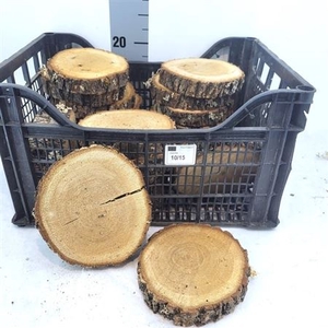 Houtschijf D15cm