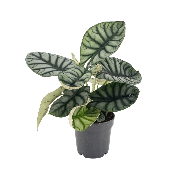 <h4>Alocasia  'Dragon Scale'</h4>