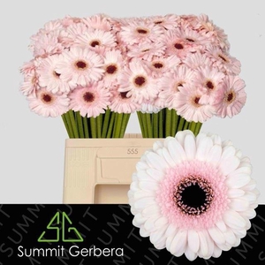 GERBERA MI 'KOKOMO'