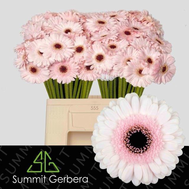 <h4>GERBERA MI 'KOKOMO'</h4>
