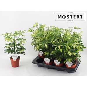 Schefflera arbo. Gerda