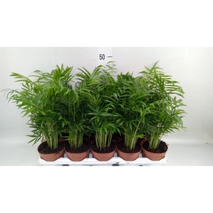 Chamaedorea elegans