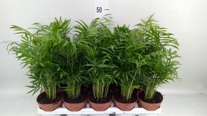 <h4>Chamaedorea elegans</h4>