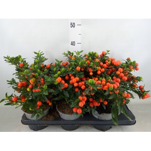 Solanum pseudocapsicum 'Bartoli'